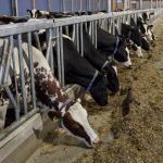 Yeast For Cattle Feed-Animal Feed Yeast-Yeast culture manufacturers