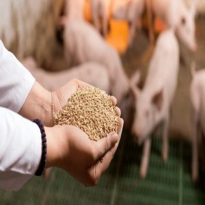 Improving Growth Rates in Livestock with Yeast Culture