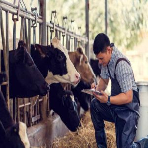 The Benefits of Yeast Culture for Livestock Health and Growth