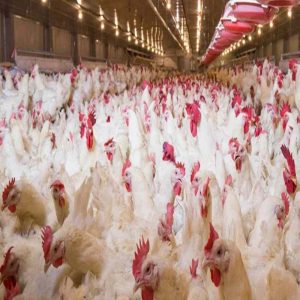 Enhancing Feed Efficiency with Yeast Culture Additives