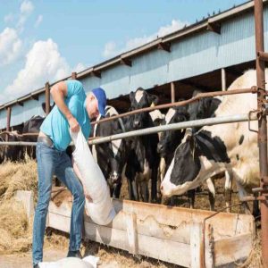 Yeast Culture—A Game-Changing Feed Additive in Modern Livestock Nutrition