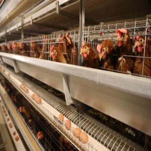 The Role of Yeast Culture in Sustainable Farming