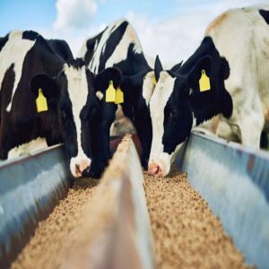 The Economic Benefits of Yeast Culture for Animal Farms