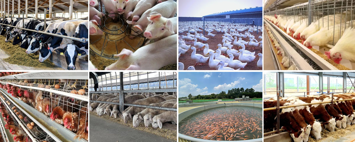 live yeast for cattle-Animal Feed Yeast-Yeast culture manufacturers
