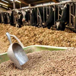 Integrating Yeast Culture into Premix Strategies