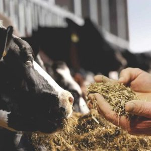 Heat Stress Management with Yeast Culture Additives