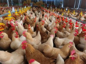 Experimental report on the application of our animal feed yeast in broilers