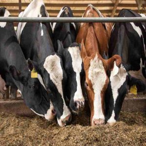 Animal Feed Additives as a Key to Better Nutrition and Growth