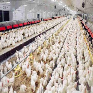 Yeast Culture for Healthy Growth in Livestock