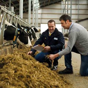 Why Active Dry Yeast Supports Better Digestion in Livestock