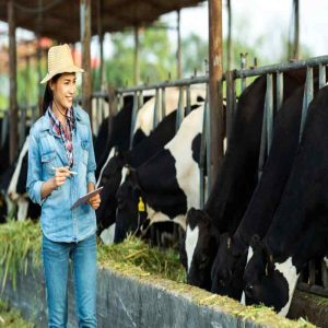 The Benefits of Yeast Culture for Immune System Support in Livestock