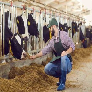Why Yeast Culture is Essential for Efficient Feed Utilization