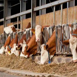 Using Poultry Yeast Culture to Build Immunity Naturally