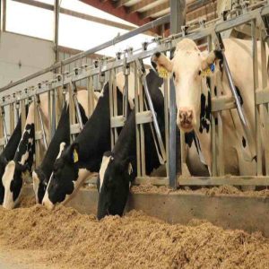 Natural Performance Boost with Poultry Feed Yeast Culture