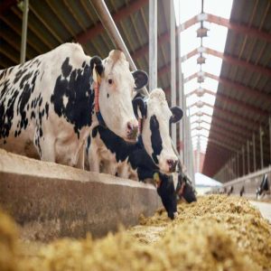 Yeast Culture for Better Animal Health and Productivity
