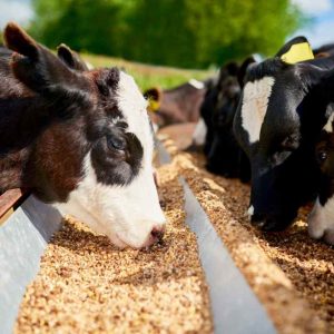 The Benefits of Ruminant Yeast Culture for Livestock Health