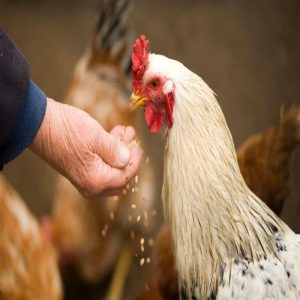 Why Yeast Culture Is the Smart Choice for Sustainable Animal Feeding