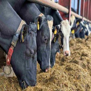 Enhancing Livestock Health with Yeast Culture and Animal Feed Yeast Products