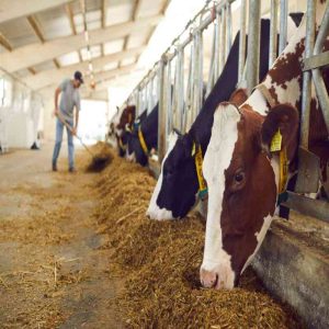 Improving Feed Conversion with Yeast Culture Additives