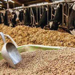 What to Know Before Adding Yeast Culture to Poultry Diets