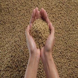 How Yeast Culture Helps Layer Hens Stay Productive Longer