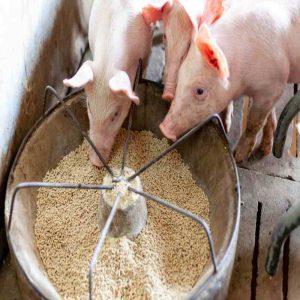 The Future of Poultry Farming with Yeast Culture Additives