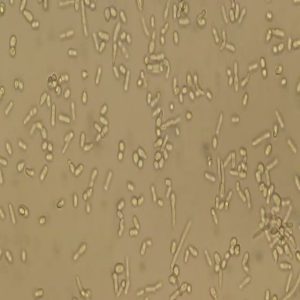 Why Pig Yeast Culture Is Changing Modern Swine Nutrition