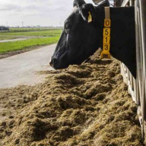 The Economic Benefits of Yeast Cell Wall in Cattle Production