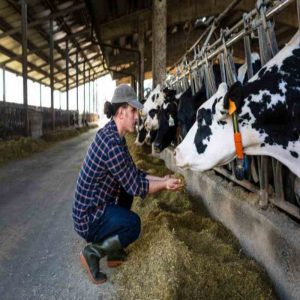 Boosting Immunity with Yeast Culture in Animal Feed