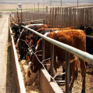 Enhancing Immune Response in Pigs with Yeast Culture