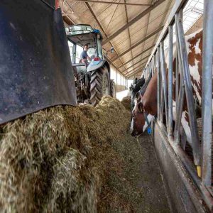 Role of Yeast Culture in Advancing Animal Feed Innovation