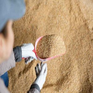 Practical Tips for Adding Pig Yeast Culture to Your Feed Program