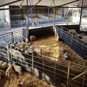 The Importance of Energy Density in Livestock Feed
