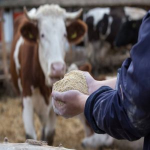 How Ruminant Yeast Culture Improves Feed Efficiency