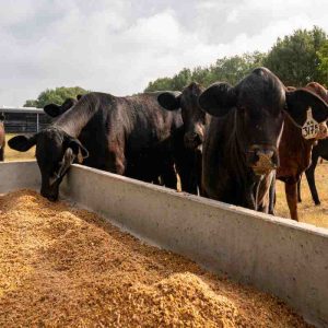 Reducing Stress in Ruminants with Yeast Culture Additives