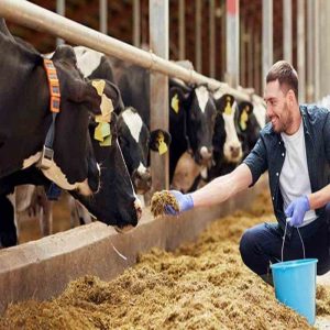 Enhancing Milk Production with Ruminant Yeast Culture