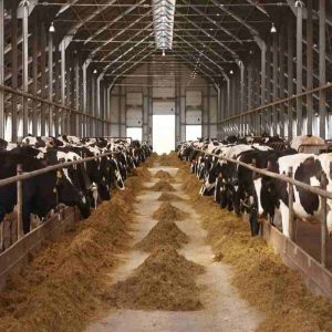 Ruminant Yeast Culture: A Key to Efficient Beef Production