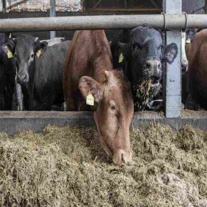 Supporting Ruminant Reproduction with Yeast Culture
