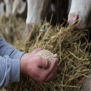 The Role of Ruminant Yeast Culture in Sustainable Farming