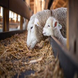 Improving Animal Breeding with Quality Feed for Optimal Growth