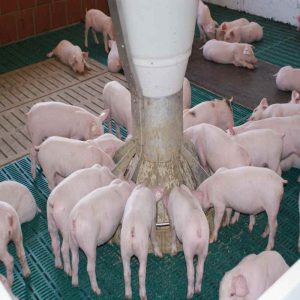 Using Yeast Culture in Poultry Feed for Better Gut Health