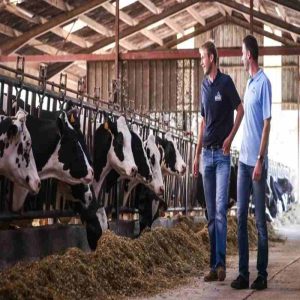 Boost Feed Conversion with Yeast Culture and Animal Feed Yeast Products