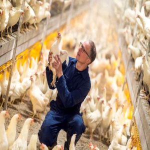 Reducing Stress in Breeding Livestock with Yeast Culture