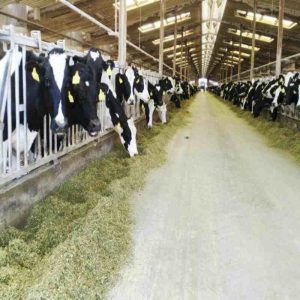 Optimizing Animal Breeding with Yeast Culture and Nutrition