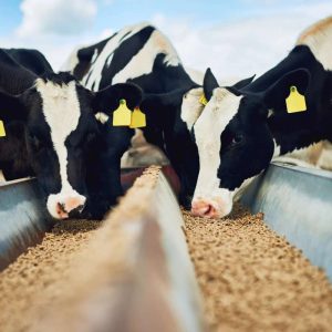 How Balanced Animal Feed Supports Livestock Immunity