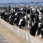 Sustainable Livestock Starts with Functional Feed Additives