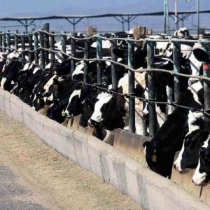 Sustainable Livestock Starts with Functional Feed Additives