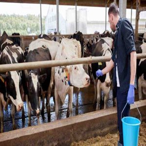 The Role of Active Dry Yeast Products in Animal Feed
