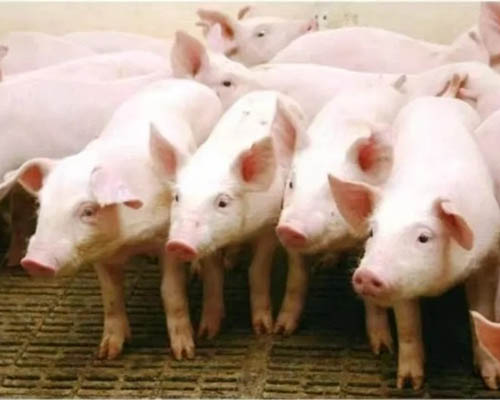 Yeast culture for pigs