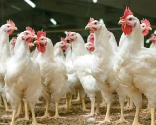 Yeast culture for poultry